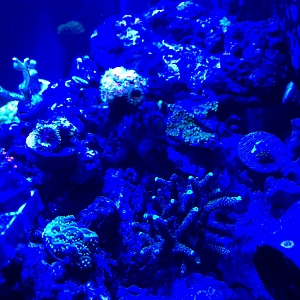 Night main display