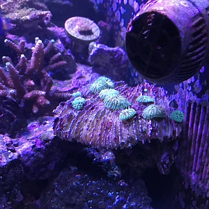 New coral plate