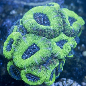 Unknown Acan