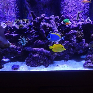 My Current 120 Mixed Reef