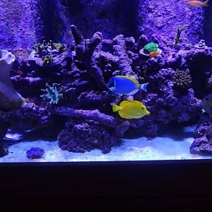 My Current 120 Mixed Reef