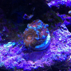 ACAN Frag
