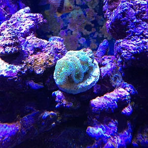 FL Ricordea