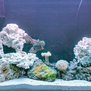 44 Gallon High