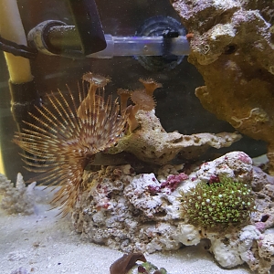 Feather duster, green star Polyp & Speckled Mushroom