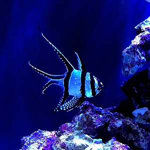 Banggai Cardinal