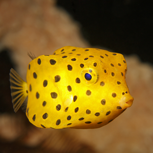 Boxfish