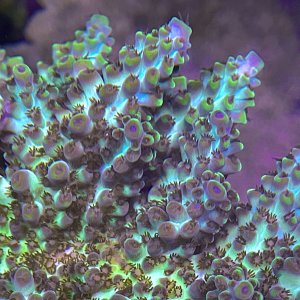 Acropora latistella