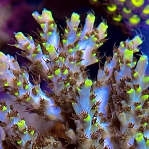 Acropora microclados