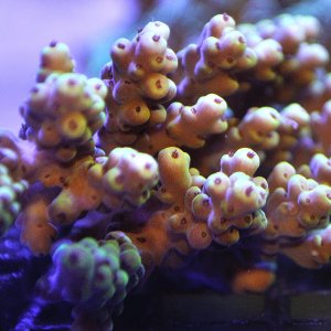 Acropora Sp.