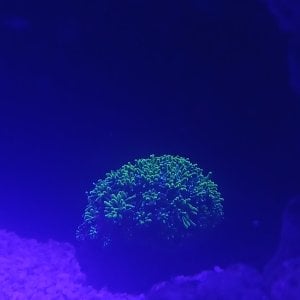 Galexea coral