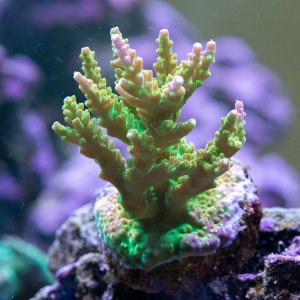 Acropora Barneys Playhouse.jpg