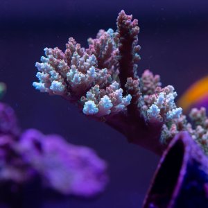 Acropora Bill Murray.jpg