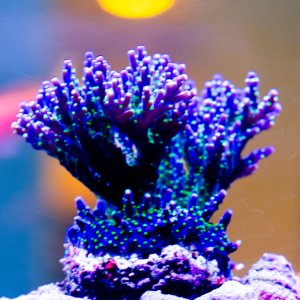 Acropora Garf Bonsai.jpg