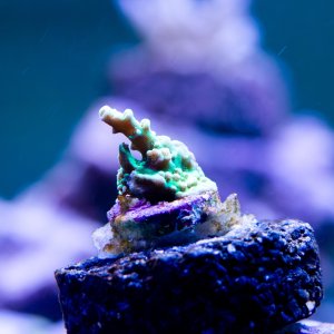 Acropora Hair of the Dog.jpg