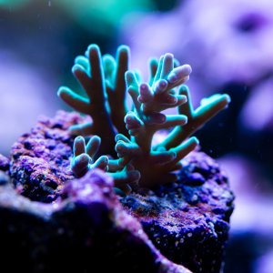 Acropora Hawkins Echinata.jpg