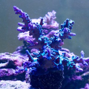 Acropora Oregon Tort.jpg
