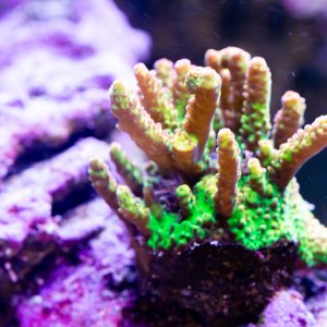 Acropora PC Rainbow.jpg