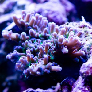 Acropora Rainbow Granulosa 2.jpg
