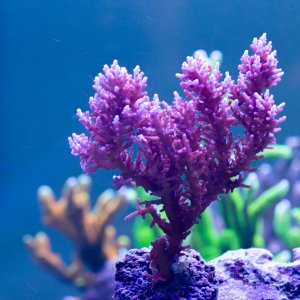 Acropora Red Dragon 2.jpg