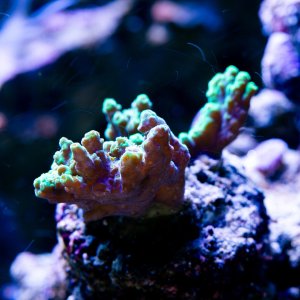 Acropora Red Planet.jpg
