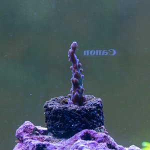 Acropora RR Aussie Gold Tort.jpg