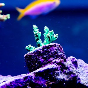 Acropora Strawberry Shortcake Ultra.jpg