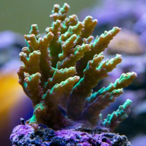 Acropora Strawberry Shortcake.jpg