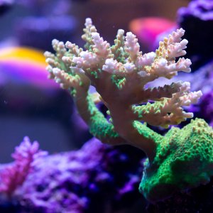 Acropora TGC Orange Creamsicle.jpg