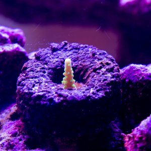 Acropora Viper Tip.jpg