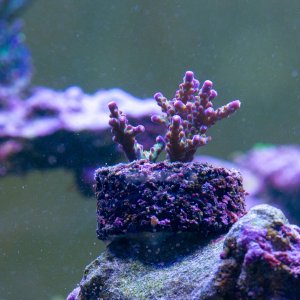 Acropora WWC All Star.jpg