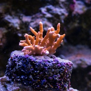 Anacropora TNT.jpg