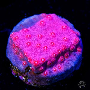 Cyphastrea Pinky .jpg