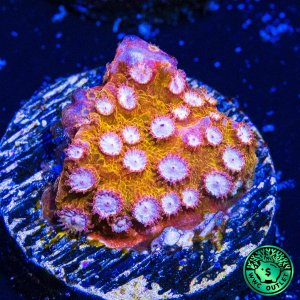 Cyphastrea WWC Butterscotch  Coral.jpg