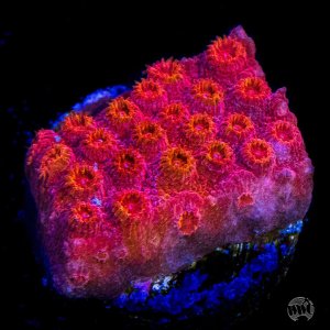 Cyphastrea WWC Firestorm .jpg