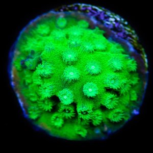 Cyphastrea WWC Lime Green .jpg