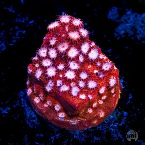 Cyphastrea WWC Peppermint .jpg