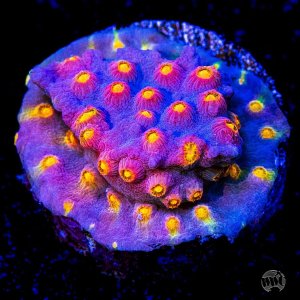 Cyphastrea WWC Rainbow Madness .jpg