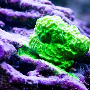 Leptoseris Green.jpg