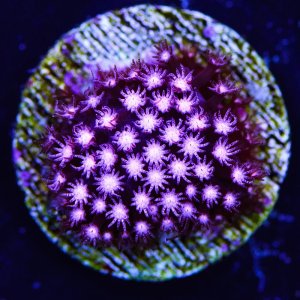 Stylocoeniella  JC Pink Polyp Coral.jpg