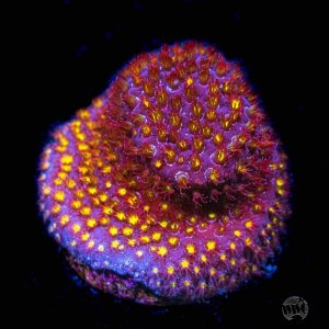 Stylocoeniella  WWC Firestone Coral.jpg