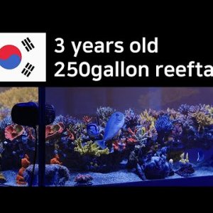 3 years old 250gallon reeftank  - in korea  (coral, acropora)
