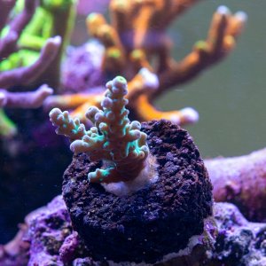 Acropora ACI Sunbeam.jpg