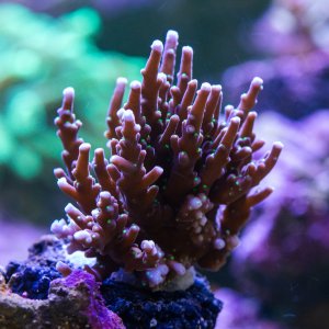 Acropora ARC Black Dragon.jpg