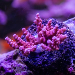 Acropora BC Atom Bomb.jpg