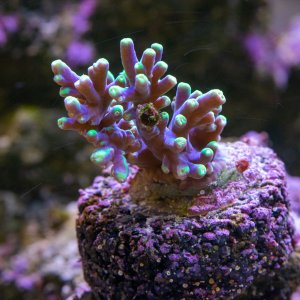 Acropora BC Joker OG 1.0.jpg
