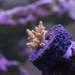 Acropora CB Golden Jawdropper.jpg