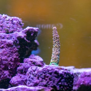 Acropora Hugos Texas Pink Rainbow Stag.jpg