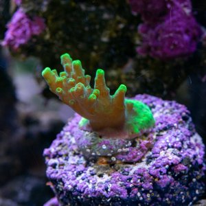Acropora Jason Fox Rogers green table.jpg