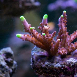 Acropora JF Fox Flame 2.jpg